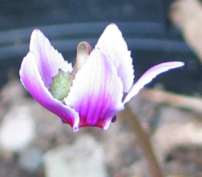 cyclamen-zweifarbig.jpg