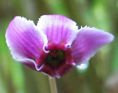 cyclamen-zweifarbig1.jpg