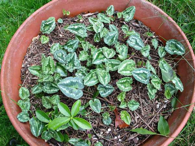 cyclamen-hansis-kinder.jpg