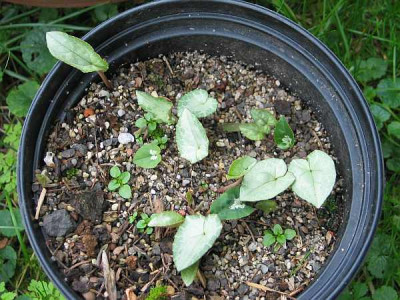 cyclamen-knorbs.jpg