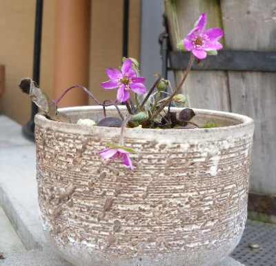 Japan_Hepatica.jpg
