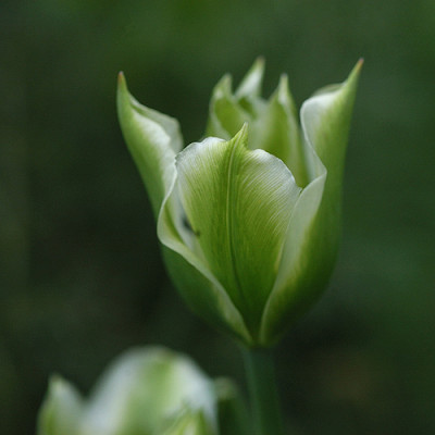 tulpengruen_11084.jpg