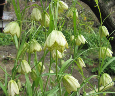 Fritillarien_Kamakura.jpg