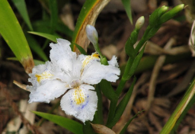 Kamakura_Iris.jpg