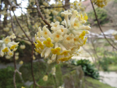 Edgewarthia_chrysantha_Kamakura_1.jpg