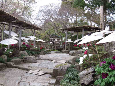 Paoniengarten_Kamakura_1.jpg