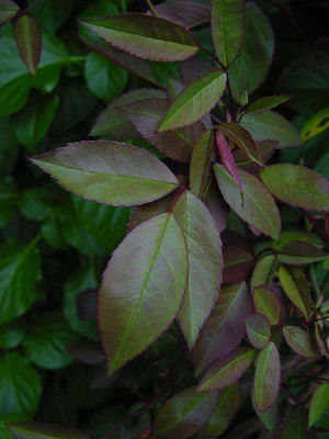 mutabilis_laub_05_04.jpg