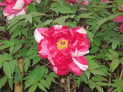 Paoniengarten_Kamakura_4.jpg