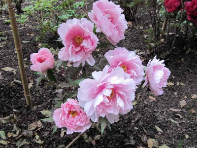 Paoniengarten_Kamakura_5.jpg