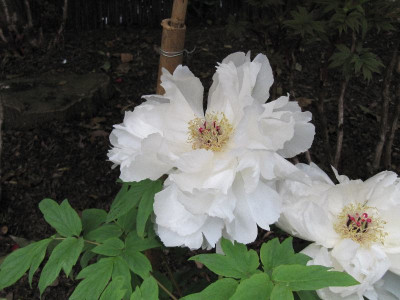 Paoniengarten_Kamakura_6.jpg