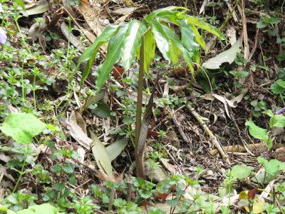 Arisaema_kamakura.jpg