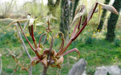 aesculus_parviflora.jpg