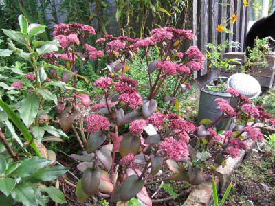 Dunkles_Sedum_100918.jpg