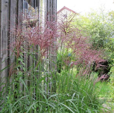 Malepartus_100919.jpg
