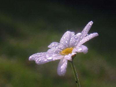 marguerite7.jpg