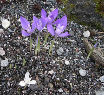 comp_Crocus_banaticus_19.09.10.jpg