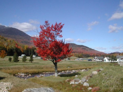 am_whitmountain.jpg
