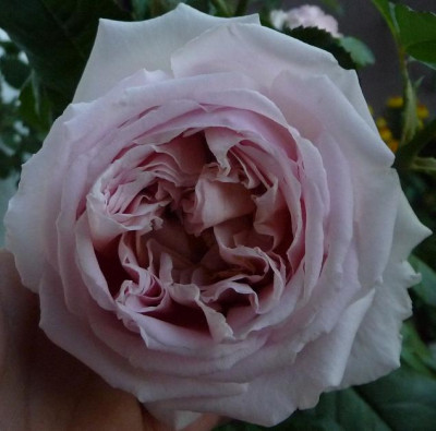 AlN_0910.JPG