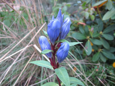 Gentiana_pneumonanthe_ue.jpg