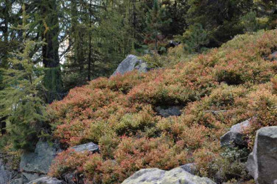 135geraer_hutte_5.jpg