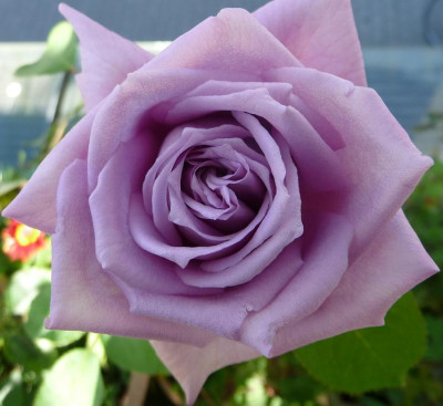 MamyBlue_0910_01.JPG