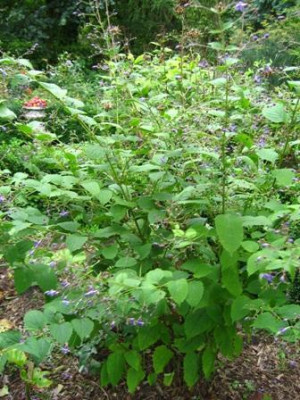 Caryopteris_divaricatus.jpg