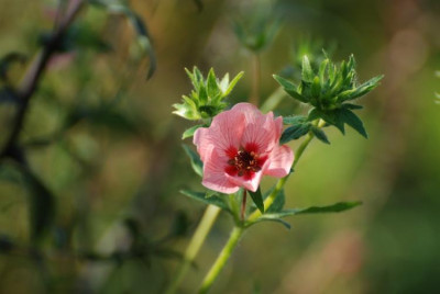 potentilla_x_hoopwodiana.jpg