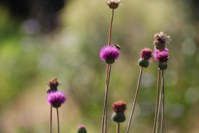 cirsium_no_name.jpg