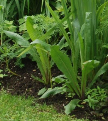 cirsium_whoever.jpg