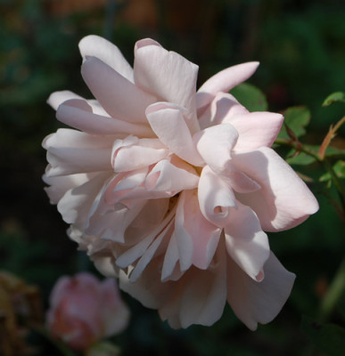 Arethusa_0010__80080.jpg