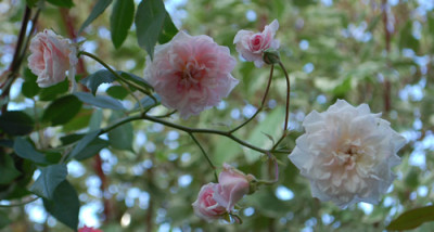 Cecile_Brunner_Clg_0010__80091.jpg