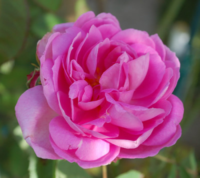 Cornet_0010__80030.jpg