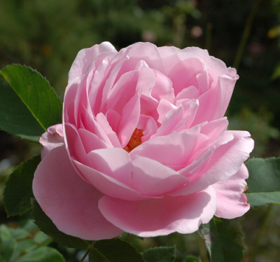 Merveille_de_Lyon_0010__80175.jpg