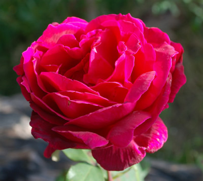 Mirandy_0010__80078.jpg