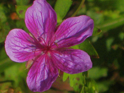 Geranium_Starman_IMG_7185.jpg