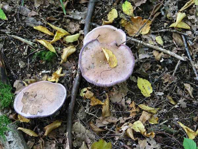 ritterling-ax.jpg