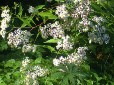 Aster_Aglenii_IMG_7342.jpg
