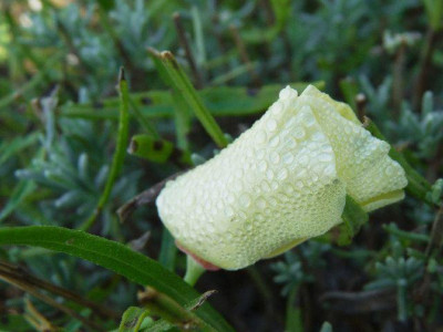 k-kal.Mohn.jpg