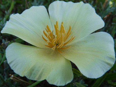 k-kal.Mohn1.jpg