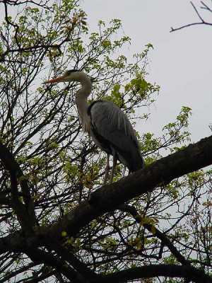 reiher_park.jpg