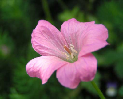 oxonianum_wargrave_blute.jpg