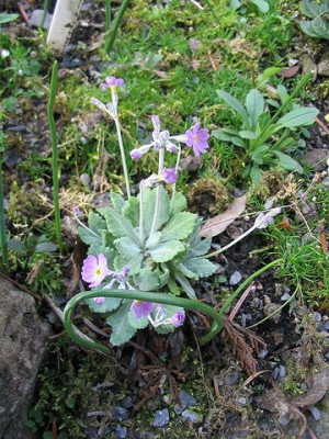 Hortus_Primula_farinosa.jpg