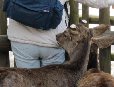 ...are_wild_animals.jpg