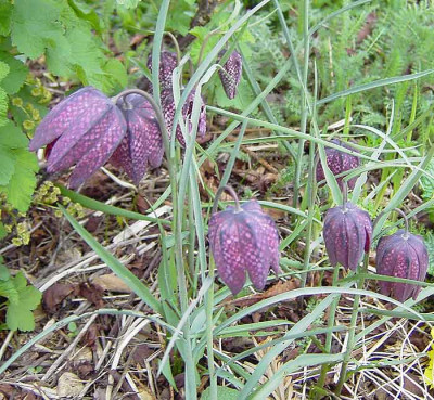 Fritilllaria_meleagris-1.jpg