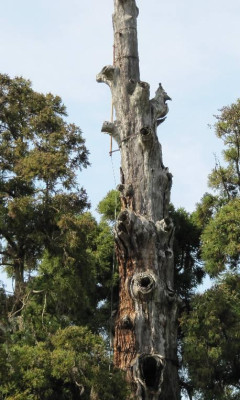 1000jahrige_Cryptomeria_japonica.jpg
