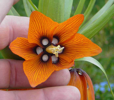 Fritilllaria_aurora_Bluete-.jpg