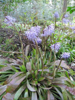 vll_Helionopsis_orientalis.jpg
