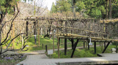Wisteriagarten_Nara.jpg