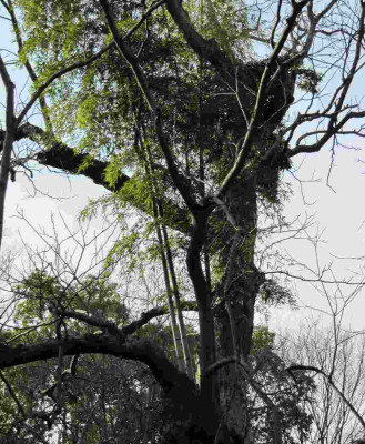 Bambus_im_Baum.jpg