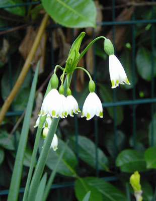 Leucojum_Bluete-1.jpg